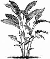 Heliconia Bihai Clipart Plant Flowers August Etc Tiff Resolution Usf Edu Original Large sketch template