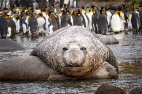 heavy load remarkable pictures show four tonne male elephant seal pinning lucky female