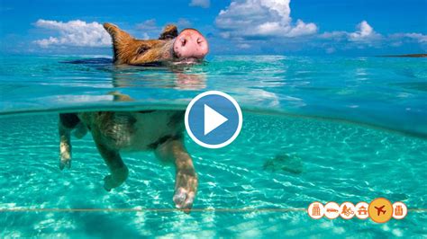 zwem  de zee met varkens vakantietv
