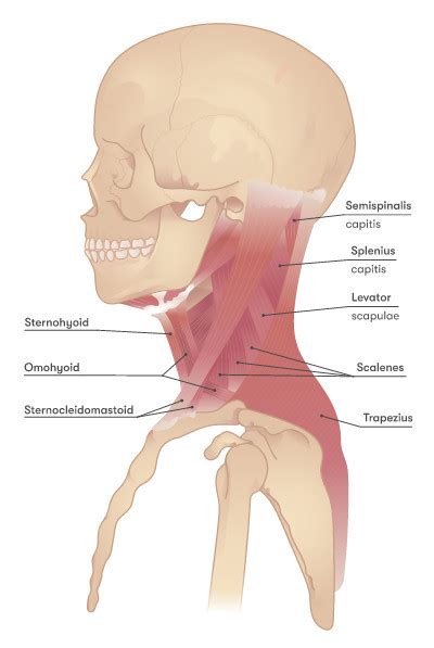 Anatomical Images Free Human Anatomy Images And Pictures