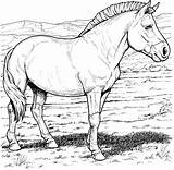 Horse Wild Coloring Pages Przewalski Printable Colouring Kids Pony Horses Color Realistic Print Hard Przewalskis Clipart Animals Breeds Paarden Adults sketch template