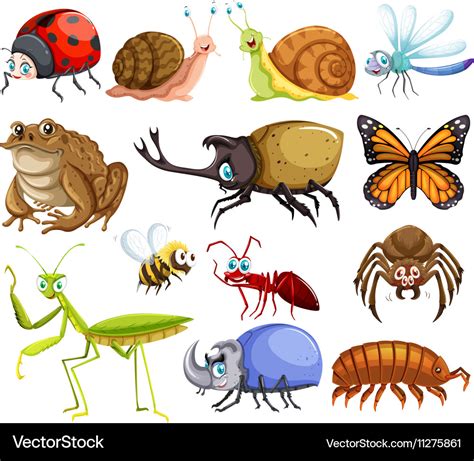 kinds  bugs royalty  vector image