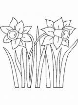 Daffodil Coloring Pages Simple Drawing Template Flower Templates Getdrawings sketch template
