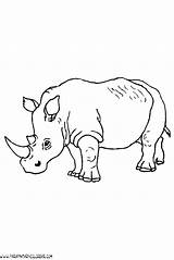 Rinocerontes Selva sketch template