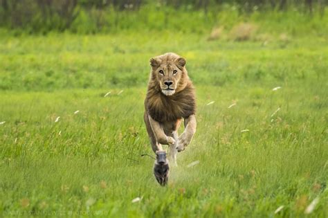 lion chasing  warthog piglet   masai mara rnatureismetal