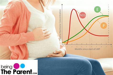 Progesterone During Pregnancy What Happens If Its Level