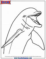 Coloring Dolphin Pages Bottlenose Cartoon Dolphins Clipart Library Skylanders Wind 71kb Printable Comments sketch template