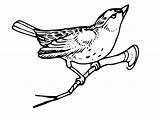 Vogel Oiseau Branche Malvorlage Kleurplaten Uccello Rametto Zweig Vogels Gratis Printen Tekenen Ausdrucken sketch template