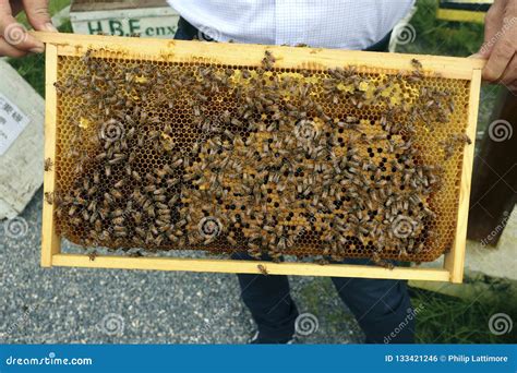 honey bees   honeycomb stock photo image  nature