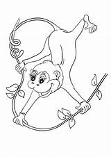 Affe Ausmalbild Affen Swinging Monyet Ausmalen Mewarna Monkeys Momjunction Kertas Kostenlosen Halaman Kanak Haiwan Kleiner Lieblingsfarbe Fensterbilder Getdrawings sketch template