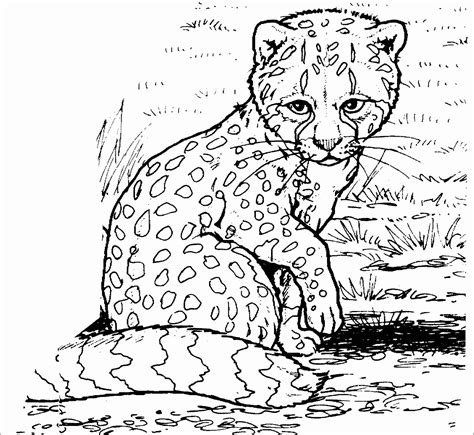 cheetah coloring pages coloringbay