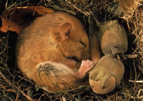 hibernation finally   cure  terminal cancer  reportedly