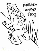 Frog Coloring Poison Arrow Pages Clipart Animal Visit Patterns Dart Clipground Mosaic Animals sketch template