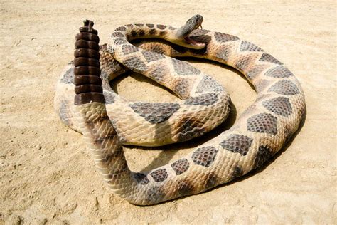 rattlesnakes silently shook  tails  evolving rattles  scientist