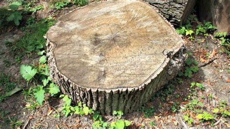 reasons    remove  tree stump angies list