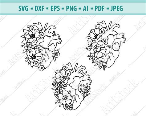 vector file svg file heart organ digital ocean anatomical heart