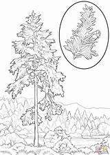 Coloring Tree Hemlock Pages State Washington Redwood Trees Drawing Printable Leaves Cougars Western Color Getdrawings Template Kids Getcolorings Sketch Library sketch template