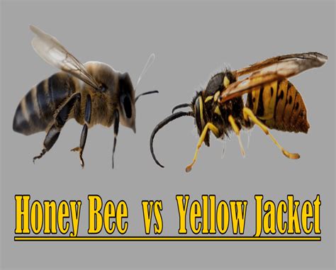 honey bee  yellow jacket beekeeping