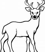Deer Mule Getdrawings Drawing sketch template