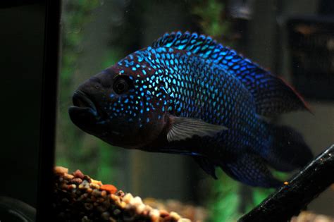 unusual tropical fish   freshwater home aquarium