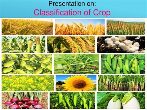 types  crop