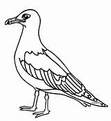Gaviota Gaviotas Bird Pintar Gabiota Salvajes Utah Maestra Dibulo Webstockreview sketch template