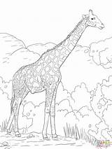 Coloring Giraffe Pages Safari Baby Giraffes Adult Realistic Printable Animal Adults Print Color Angolan Namibian Animals Colouring Supercoloring Sheets Outline sketch template