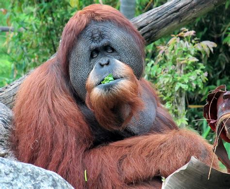 life  dylan endangered species monday orangutan