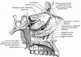 Nasal Jaw Cavity Ethmoid Wikidoc sketch template