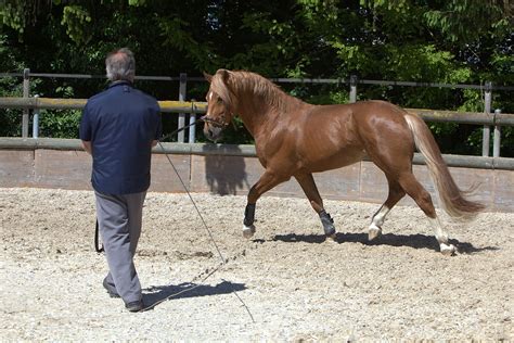 horse training wikipedia