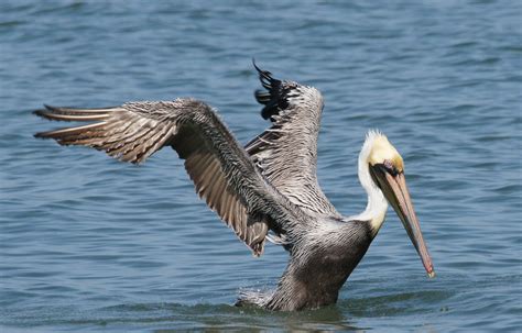 brown pelican  audubon birds climate change report