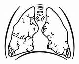 Lungs Drawing Clipart Webstockreview Coloring Without Big sketch template