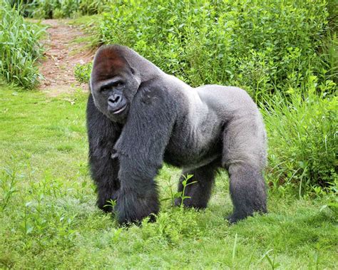 houston zoo debuts  gorilla exhibit  media  zoo members