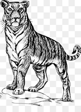 drawing siberian tiger tattoo art sketch tiger pattern png