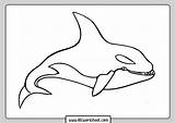 Orca Whale Killer Abcworksheet sketch template