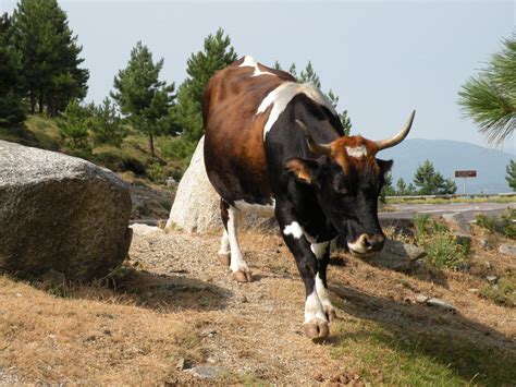 corsican livestockpedia