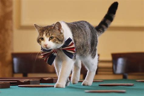 Larry The Cat Limping After Scrap With Boris Johnson S Palmerston In