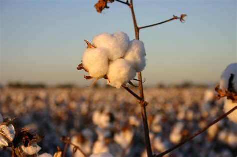 cotton production britts list