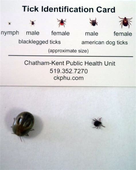 How To Properly Remove A Tick Ck Public Health