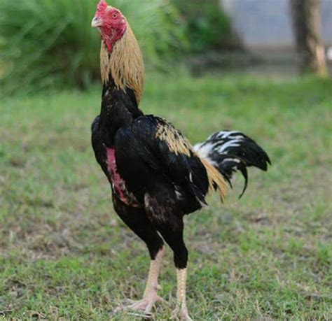 keren  gambar ayam jago hitam putih