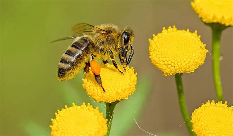 ¿por qué son tan importantes las abejas en la vida del ser humano