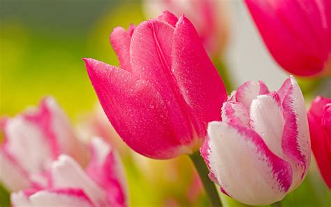 tulips pink flowers wallpaper