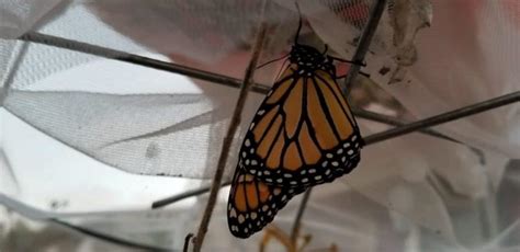 the monarch butterfly life cycle saving the monarch