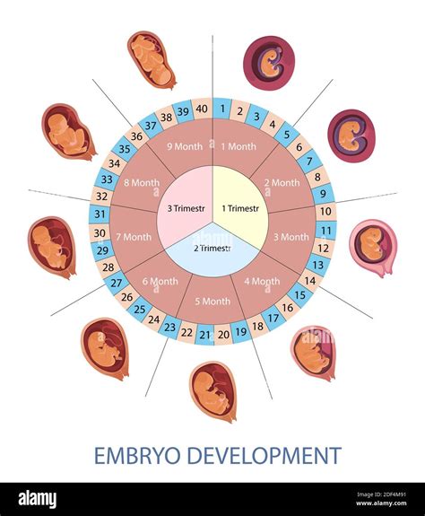 human development stages chart