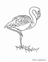 Flamant Coloriage Hellokids Ausmalbilder Bird Ausmalen Colorier Aves Malvorlagen Flamingos Getdrawings Drucken Línea sketch template