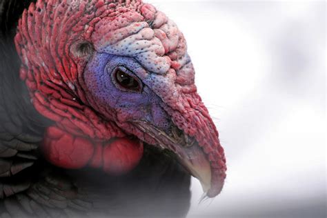Wild Turkey Head Portrait By Laurie With