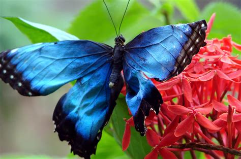 blue morpho butterfly size pic  biological science picture directory