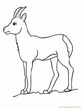 Coloring Antelope Pronghorn 02kb sketch template