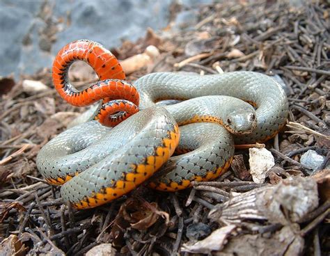 beautiful colored snake collection   photo