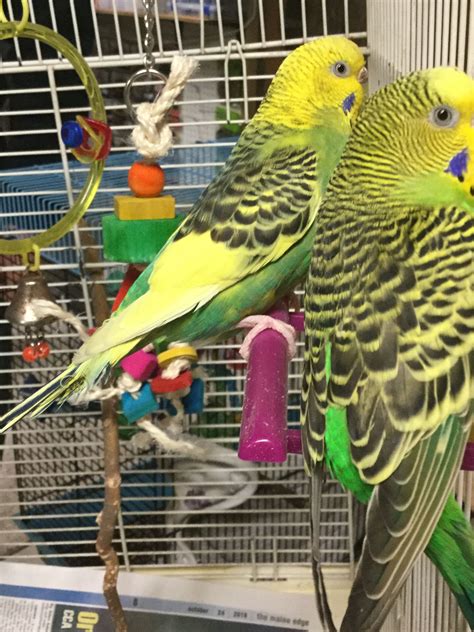 Olive And Pepper Budgies My Pictures Bird